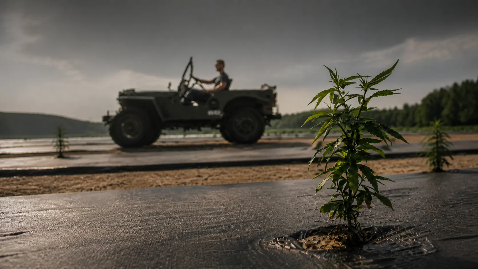 Dany au volant de sa jeep, dans un champ de chanvre