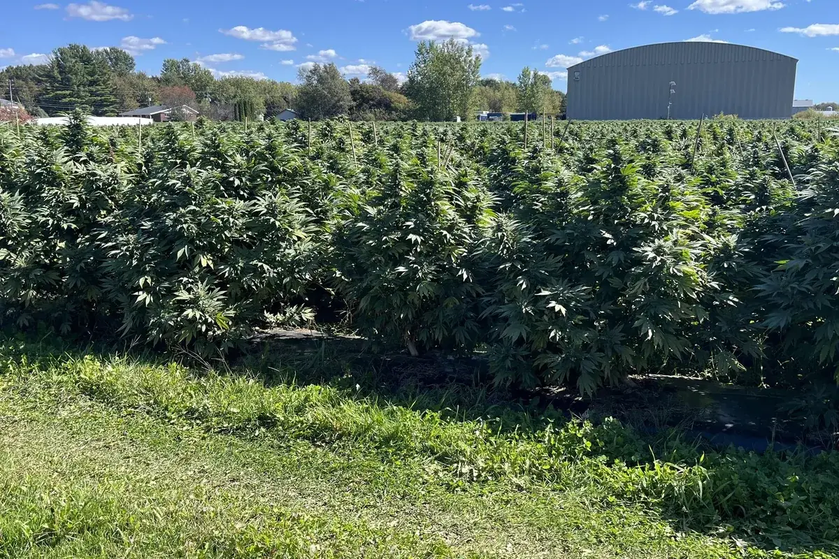 Un champ de cannabis du Groupe Chanv à Saint-Cyrille-de-Wendover